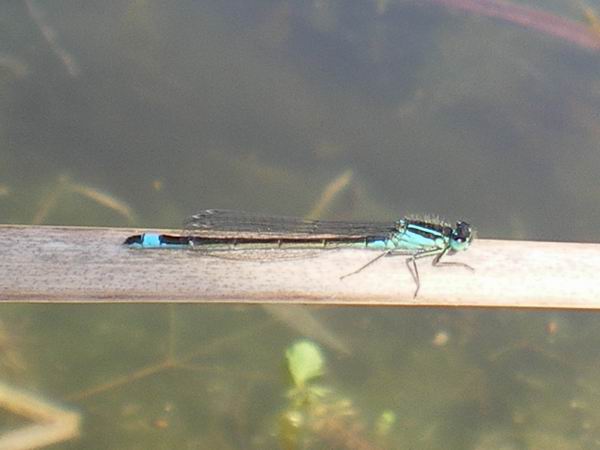 Coenagrion puella??